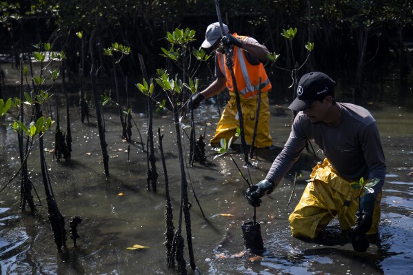 Workers transplant seedlings in a recovered mangrove forest, once part of a garbage dump, in Duque de Caxias, Brazil, Tuesday, July 25, 2023. An environmental project between Rio’s Municipal Cleaning Company and a private company have recovered the area, once part of the Gramacho neighborhood landfill that was considered one of the largest in Latin America. (AP Photo/Bruna Prado)