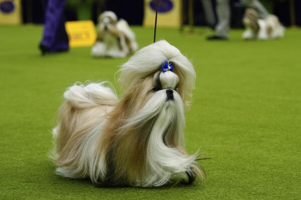 Comet, a Shih Tzu, competes in breed group judging at the 148th Westminster Kennel Club Dog show, Monday, May 13, 2024, at the USTA Billie Jean King National Tennis Center in New York. (AP Photo/Julia Nikhinson)