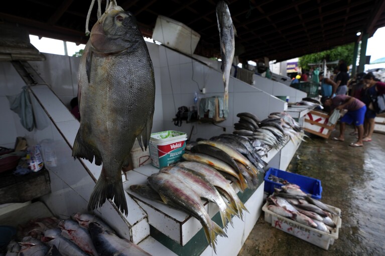 Typical fish from the Amazon rivers are displayed for sale at the Central Market on the banks of the Tocantis River, in the city of Mocajuba, Para state, Brazil, Saturday, June 3, 2023. (AP Photo/Eraldo Peres)