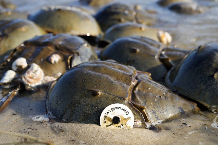 A tagged horseshoe crab spawns at Reeds Beach in Cape May Court House, N.J., Tuesday, June 13, 2023.  (AP Photo/Matt Rourke)