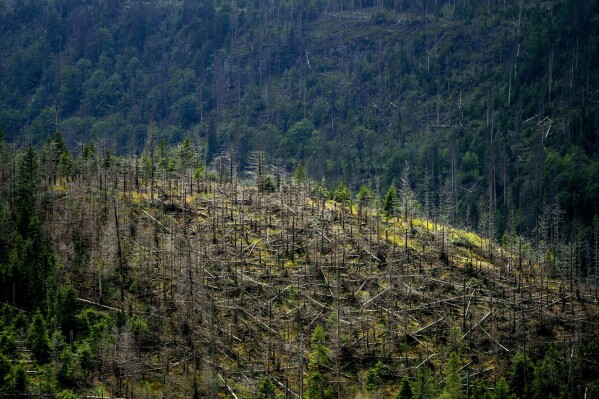 Árvores mortas estão nas florestas estaduais da Baixa Saxônia, nas montanhas Harz, perto de Clausthal-Zellerfeld, Alemanha, sexta-feira, 28 de julho de 2023. (AP Photo/Matthias Schrader)