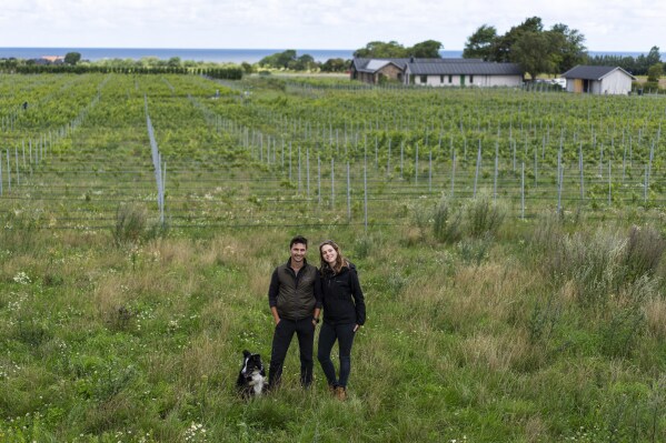 Winemarkers Emma Berto, right, and Romain Chichery pose for a picture at the Thora Vingård, in Båstad, Sweden, Wednesday, July 26, 2023. (AP Photo/Pavel Golovkin)
