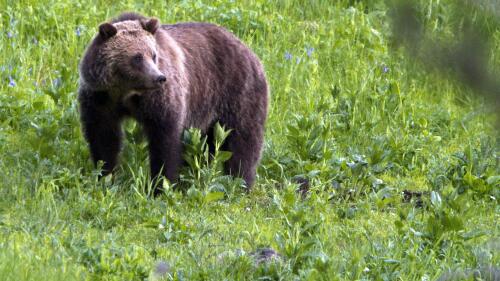 FILE - A grizzly bear roams near Beaver Lake on July 6, 2011, in Yellowstone National Park, Wyo. A federal appeals court ruled Thursday, May 25, 2023, that federal wildlife and forest officials must consider limits on killing female grizzly bears to protect livestock in a vast area of the Wind River Range in western Wyoming. (AP Photo/Jim Urquhart, File)