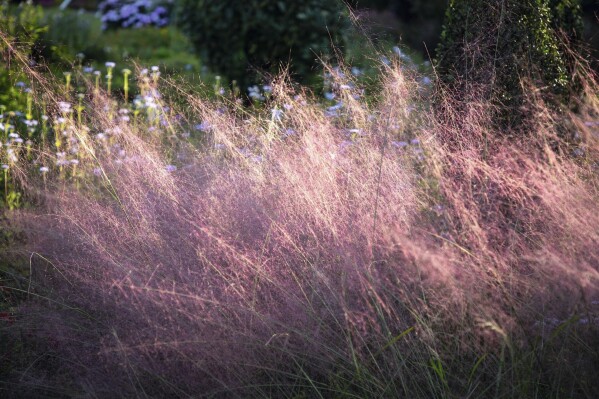 This undated image provided by Ball Horticultural Company shows Pink Muhley Grass in bloom. (Ball Horticultural Company via AP)