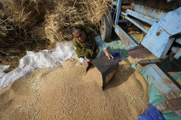 A woman sorts wheat harvested on the outskirts of Jammu, India, Thursday, April 28, 2022. India is in the throes of a record-shattering heat wave that is stunting wheat production. Climate change has made India’s heat wave hotter, said Friederike Otto, a climate scientist at the Imperial College of London. She said that before human activities increased global temperatures, heat waves like this year's would have struck India once in about half a century. (AP Photo/Channi Anand)