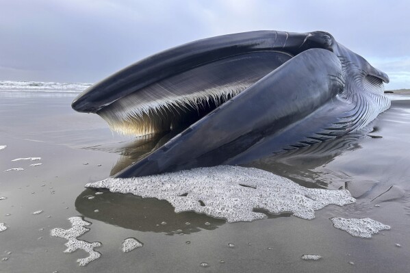 A 46-foot-whale is seen washed ashore on Monday, Feb. 12, 2024, on Sunset Beach State Park in Clatsop County, Ore. (Tiffany Boothe/Seaside Aquarium via AP)