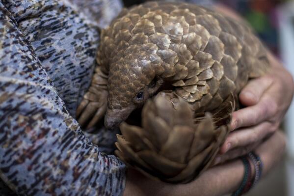 FILE - Nicci Wright, a wildlife rehabilitation expert and executive director of the African Pangolin Working Group in South Africa, holds a pangolin at a Wildlife Veterinary Hospital in Johannesburg, South Africa on Oct. 18, 2020. Iconic African wildlife such as elephants, big cats, rosewood trees, pangolins and marine turtles will be central to discussions of the World Wildlife Conference slated for Panama later in 2022. (AP Photo/Themba Hadebe, File)