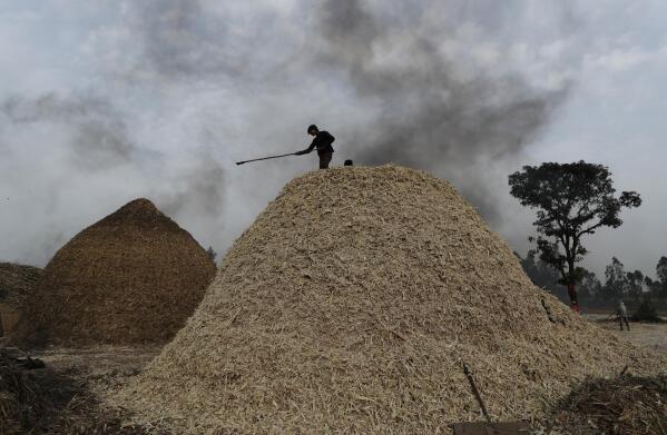 FILE- A worker stands on a mound of sugarcane fibre on the outskirts of Bareilly, India, Tuesday, March 23, 2021. India is restricting sugar exports to 10 million tons in the current season in 2022 to help maintain domestic availability and keep prices stable. India is the second-largest producer, after Brazil, and biggest consumer of sugar in the world, according to the All India Sugar Trade Association. It's the second-largest exporter of sugar.(AP Photo/Rajesh Kumar Singh, File)