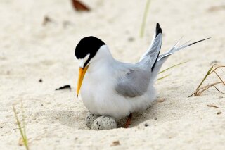 FILE - In this Saturday, May 1, 2010 file photo, a least tern checks her two eggs on the beach in Gulfport, Miss. The interior least tern, a hardy Midwestern bird that survived a craze for its plumage and dam-building that destroyed much of its habitat, has soared off the endangered species list. Federal officials said Tuesday, Jan. 12, 2020, that 35 years of legal protection and habitat restoration efforts had brought the tern back from the brink of extinction. (AP Photo/Dave Martin File)