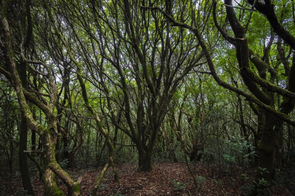 Trees grow in the sacred forest in Swer village in the East Khasi Hills region of Meghalaya, a state in northeastern India, Thursday, Sept. 7, 2023. The Nongrum clan is one of three that cares for the forest near Cherrapunji, an area about 35 miles southwest of Shillong, which is among the wettest in the world. (AP Photo/Anupam Nath)