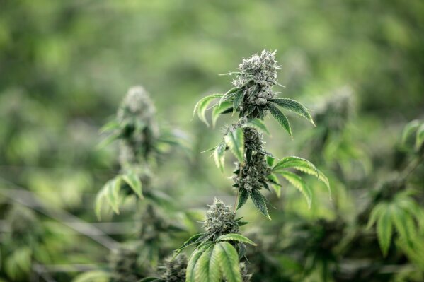 
              FILE - In this June 28, 2017, file photo, marijuana plants grow at the Desert Grown Farms cultivation facility in Las Vegas. Many employers across the country are quietly taking what once would have been a radical step: They’re dropping marijuana from the drug tests they require of prospective employees. (AP Photo/John Locher, File)
            