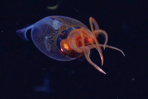 This frame grab provided by the Schmidt Ocean Institute shows a colossal squid, or Mesonychoteuthis hamiltoni, in its natural habitat, during an Ocean Census flagship expedition in the South Sandwich Islands in the South Atlantic Ocean, Sunday, March 9, 2025. (ROV SuBastian/Schmidt Ocean Institute via AP)