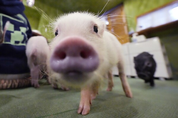 Micro pigs walk around at a mipig cafe, Wednesday, Jan. 24, 2024, in Tokyo. The Mipig Café in fashionable Harajuku is among 10 such pig cafes the operator has opened around Japan, including one in the northernmost main island of Hokkaido and another in Fukuoka on the southern Kyushu island. The first one opened in Tokyo in 2019. (AP Photo/Eugene Hoshiko)