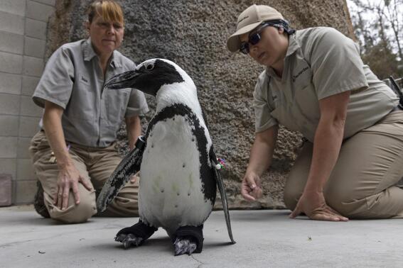 In this undated photo provided by the San Diego Zoo Wildlife Alliance, wildlife care specialists Debbie Dention, left, and Lara Jones watch as a penguin named Lucas tests custom orthopedic footwear at the San Diego Zoo. A member of the San Diego Zoo's African penguin colony has been fitted with orthopedic footwear to help it deal with a degenerative foot condition. The San Diego Wildlife Alliance says the 4-year-old penguin named Lucas has lesions on his feet due to a chronic condition known as bumblefoot. (Ken Bohn/San Diego Zoo Wildlife Alliance via AP)