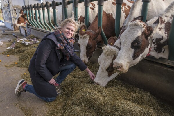 Minke van Wingerden of the Floating Farm, poses for a photo with some cows at the farm on Nov. 7 2023, in Rotterdam, Netherlands. She sees agriculture on water as a viable response to flooding and rising sea levels and a way of bringing food production closer to consumers, meaning a lower carbon footprint. (AP Photo/Patrick Post)