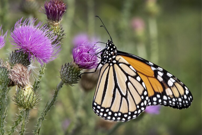 Bestand - Een monarchvlinder rust op een distel in een veld met wilde bloemen op de Shenandoah County Landfill in Edinburg, Virginia.  Aan het begin van 2024, ook wel bekend als het seizoen van de goede voornemens, zijn er veel kleine, gemakkelijk haalbare manieren om een ​​klimaatvriendelijker leven te leiden.  (Rich Cooley/Noord-Virginia Daily via AP, Bestand)