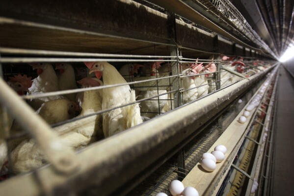 FILE - Chickens stand in their cages at a farm, Nov. 16, 2009, near Stuart, Iowa. More than 4 million chickens in Iowa will have to be killed after a case of the highly pathogenic bird flu was detected at a large egg farm, the state announced Tuesday, May 28, 2024. (AP Photo/Charlie Neibergall, File)