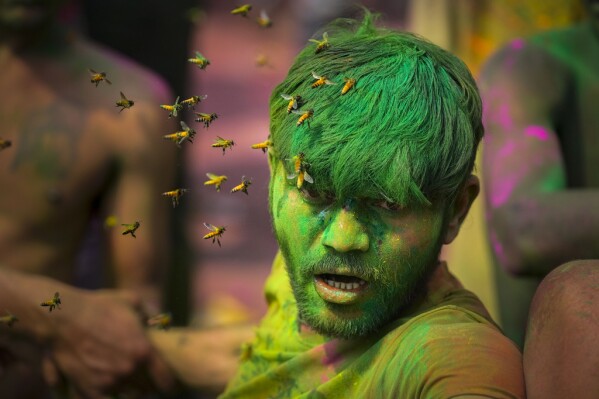 A swarm of bees attack a drunk man during celebrations marking Holi, the Hindu festival of colors, in Guwahati, India, Monday, March 25, 2024. (AP Photo/Anupam Nath)