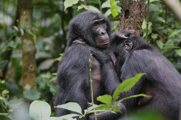 This image provided by Martin Surbeck shows a female bonobo being groomed by another in the Congo in 2020. (Martin Surbeck/Kokolopori Bonobo Research Project via AP)