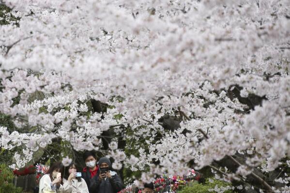 People wearing face masks stroll under Cherry blossom in full bloom at the Zojoji temple in Tokyo Tuesday, March 29, 2022. (AP Photo/Koji Sasahara)