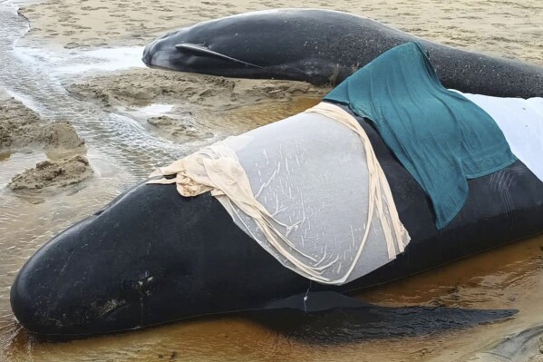 Pod of 55 pilot whales die after being stranded on a beach in Scotland