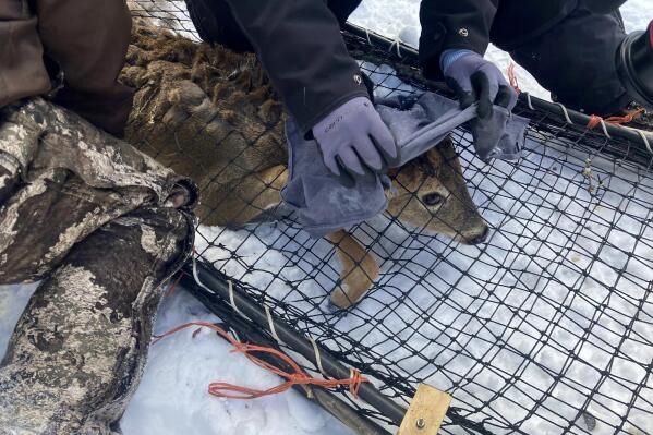 A wildlife team covers a young buck's head with a cloth to help calm it before testing the deer for the coronavirus and taking other biological samples in Grand Portage, Minn. on Wednesday, March 2, 2022. Scientists are concerned that the COVID-19 virus could evolve within animal populations – potentially spawning dangerous viral mutants that could jump back to people, spread among us and reignite what for now seems like a waning crisis. (AP Photo/Laura Ungar)