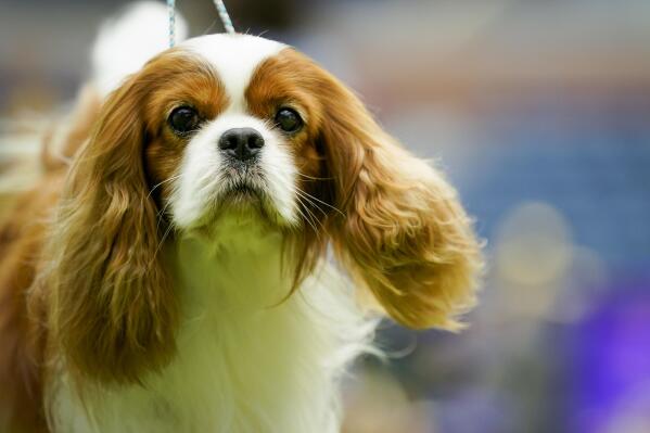 Entrants compete in the Cavalier King Charles Spaniel breed judging in Arthur Ashe Stadium during the 147th Westminster Kennel Club Dog show, Monday, May 8, 2023, at the USTA Billie Jean King National Tennis Center in New York. (AP Photo/John Minchillo)