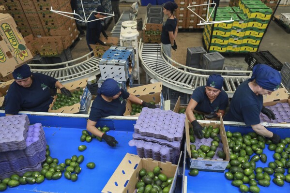 Workers sort avocados at a packing plant in Uruapan, Mexico, Nov. 27, 2024. (AP Photo/Armando Solis, File)