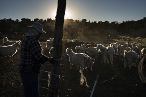 Jay Begay Sr. closes the gate of a corral after taking sheep out to graze near his home Wednesday, Sept. 6, 2023, in the community of Rocky Ridge, Ariz., on the Navajo Nation. Climate change, permitting issues and diminishing interest among younger generations are leading to a singular reality: Navajo raising fewer sheep. (AP Photo/John Locher)