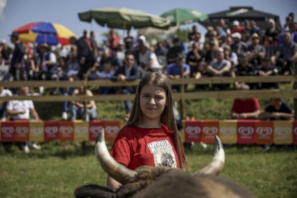 Mirnesa Junuzovic, pets her bull Cobra prior to the start of the bullfights in Bijelo Polje, Bosnia, Sunday, May 11, 2025. (AP Photo/Armin Durgut)