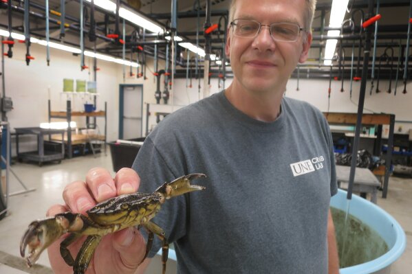 
              In this Wednesday, Aug. 15, 2018, photo, University of New England marine sciences professor Markus Frederich holds a green crab at a campus research lab on in Biddeford, Maine. Frederich is researching an aggressive species of green crabs from Canada that's making its way into New England waters, potentially causing greater harm to the marine environment than green crabs that are already here. (AP Photo/David Sharp)
            