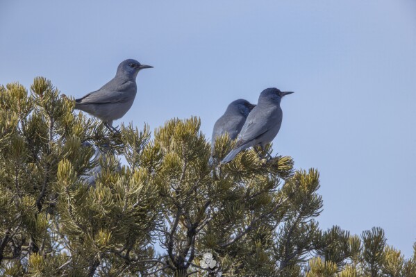 FILE - In this undated image provided by Christina M. Selby, three pinyon jays sit in a piñon tree in northern New Mexico. U.S. wildlife managers announced Wednesday, Aug. 16, 2023, that they will investigate whether a bird that is inextricably linked to the piñon and juniper forests that span the Western United States warrants protection under the Endangered Species Act. (Christina M. Selby via AP, File)