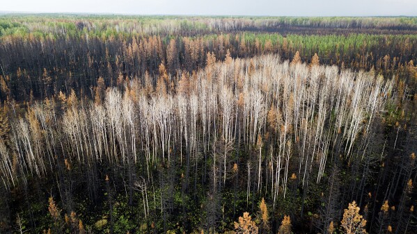 Scorched trees stand along Highway 43 near Fox Creek, Alberta on Tuesday, July 3, 2023. (AP Photo/Noah Berger)