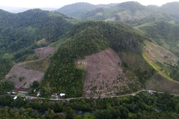 A hill that has been cleared from trees to make way for a corn plantation is visible in Polewali Mandar, South Sulawesi, Indonesia, Saturday, April 20, 2024. From trees felled in protected national parks to massive swaths of jungle razed for palm oil and paper plantations, Indonesia had a 27% uptick in primary forest loss in 2023 from the previous year, according to a World Resources Institute analysis of new deforestation data. (AP Photo/Yusuf Wahil)