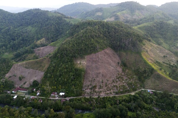 A hill that has been cleared from trees to make way for a corn plantation is visible in Polewali Mandar, South Sulawesi, Indonesia, Saturday, April 20, 2024. From trees felled in protected national parks to massive swaths of jungle razed for palm oil and paper plantations, Indonesia had a 27% uptick in primary forest loss in 2023 from the previous year, according to a World Resources Institute analysis of new deforestation data. (AP Photo/Yusuf Wahil)