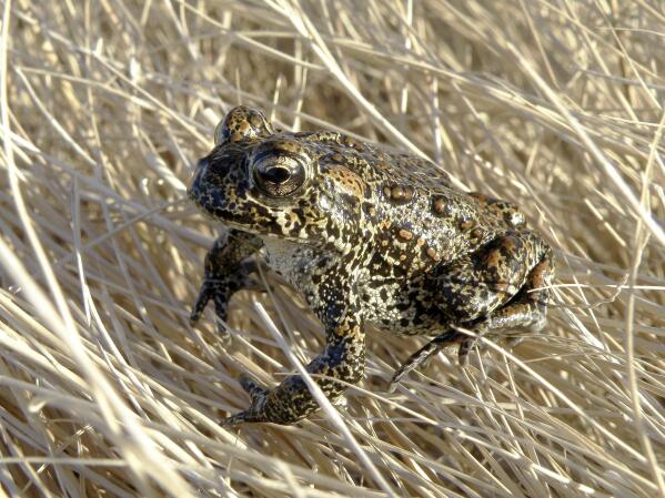 FILE - A Dixie Valley toad sits atop grass in Dixie Valley, Nev., on April 6, 2009. The tiny Nevada toad at the center of a legal battle over a geothermal project has officially been declared an endangered species after U.S. wildlife officials temporarily listed it on a rarely-used emergency basis in the spring of 2022. The spectacled, quarter-sized amphibian "is currently at risk of extinction throughout its range primarily due to the approval and commencement of geothermal development," the service said. Other threats to the toad include groundwater pumping, agriculture, climate change, disease and predation from bullfrogs. (Matt Maples/Nevada Department of Wildlife via AP, File)