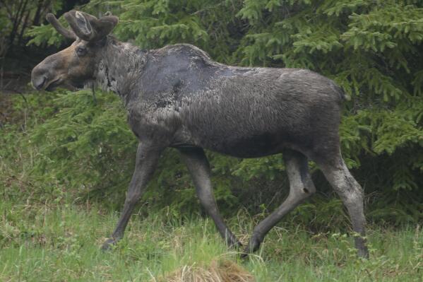 FILE - A moose is seen in Isle Royale, Mich., in an undated file photo. It's a ghastly sight: ticks by tens of thousands burrowed into a moose's broad body, sucking its lifeblood as the agonized host rubs against trees so vigorously that much of its fur wears away. Winter tick infestation is common with moose across the northern U.S. — usually survivable for adults, less so for calves but miserable either way. And climate change may make it worse, scientists reported Monday, Nov. 22, 2021. (Sarah Hoy/Michigan Tech University via AP)