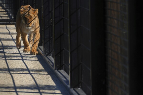 After being rescued from Ukraine, lion Vanda settles into her new forever home at The Big Cat Sanctuary near Ashford in Kent, England, Thursday, March 20, 2025. (AP Photo/Kirsty Wigglesworth)