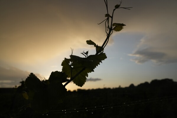 A grapevine is visible as the sun sets at the Kullabergs Vingård, in Nyhamnsläge, Sweden, Tuesday, July 25, 2023. (AP Photo/Pavel Golovkin)