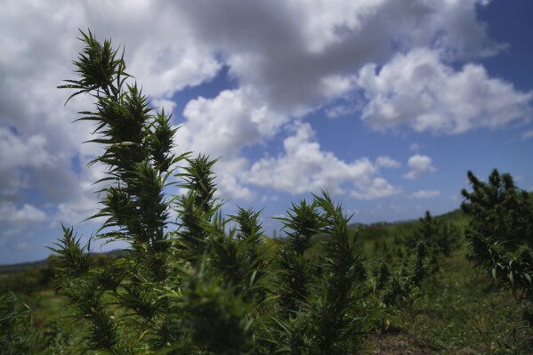 FILE - Marijuana plants blow in the wind on the Ras Freeman Foundation for the Unification of Rastafari farm and sacred grounds in Liberta, Antigua, May 13, 2023. Bahamas unveiled several bills on Aug. 24, 2023 aimed at legalizing marijuana for medical and religious purposes, following in the steps of other Caribbean nations that have taken similar action, including Antigua, which decriminalized the use of marijuana for the general public in 2023. (AP Photo/Jessie Wardarski, File)