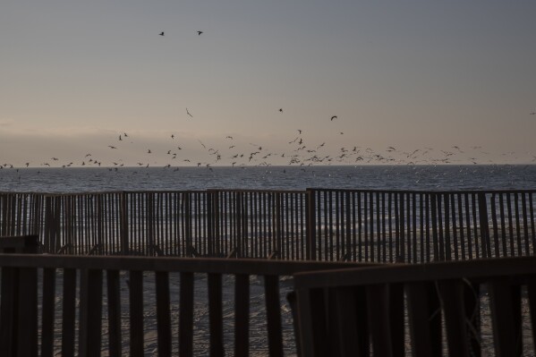 Seagulls fly over a border wall separating Tijuana and San Diego, in Tijuana, Mexico, Tuesday, Sept. 26, 2023. While many places in Mexico provide shelter for migrants from other countries, some shelters in Tijuana have seen an influx of Mexicans fleeing violence, extortion and threats by organized crime. (AP Photo/Karen Castaneda)