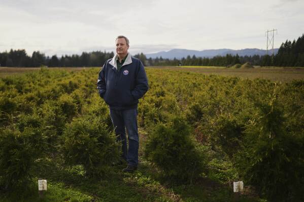 Washington State Commissioner of Public Lands Dave Upthegrove stands for a portrait with young trees at the Webster Forest Nursery Wednesday, March 26, 2025, in Olympia, Wash. (AP Photo/Lindsey Wasson)
