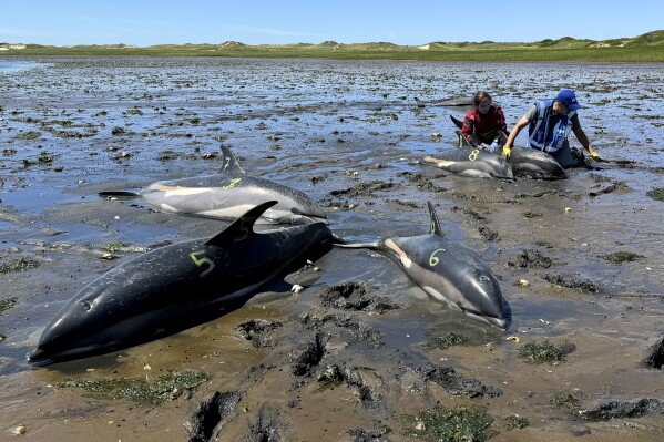 This photo provided by the International Fund for Animal Welfare shows a IFAW staff member, left, and a trained volunteer, right, working among stranded dolphins, in Wellfleet, Mass., on Cape Cod, Friday, June 28, 2024. The recent stranding of more than 100 dolphins on Cape Cod, the largest such event involving dolphins in U.S. history, is due in part to the natural geography of the cape, with its gently sloping sand flats, tidal fluctuations, proximity to productive feeding grounds, and the hook-like shape of the cape itself. (International Fund for Animal Welfare via AP)