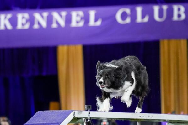 Verb, a border collie, competes during the finals of the agility competition at the Westminster Kennel Club dog show in Tarrytown, N.Y., Friday, June 11, 2021. Verb has zoomed and not the virtual way to a second-time win in the Westminster Kennel Club dog show's agility contest. Verb and handler Perry DeWitt of Wyncote, Pennsylvania, also won the title in 2019. (AP Photo/Mary Altaffer)
