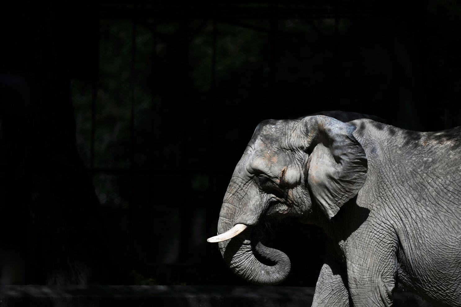 Pupy the elephant heads to a vast Brazilian sanctuary after 30 years in an Argentine zoo