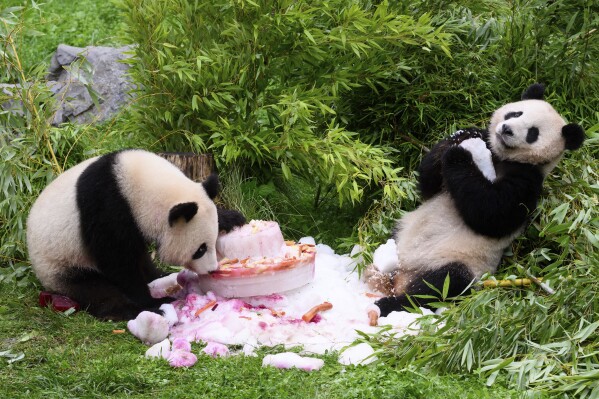 Pandas Pit and Paule eat a cake made of ice cream, vegetables and fruits to celebrate their fourth birthday, at the Berlin Zoo in Berlin, Thursday Aug, 31, 2023. The panda twins Pit and Paule were born as the first panda offspring in Germany on Aug. 31, 2019, at the Berlin Zoo. (Bernd von Jutrczenka/dpa via AP)