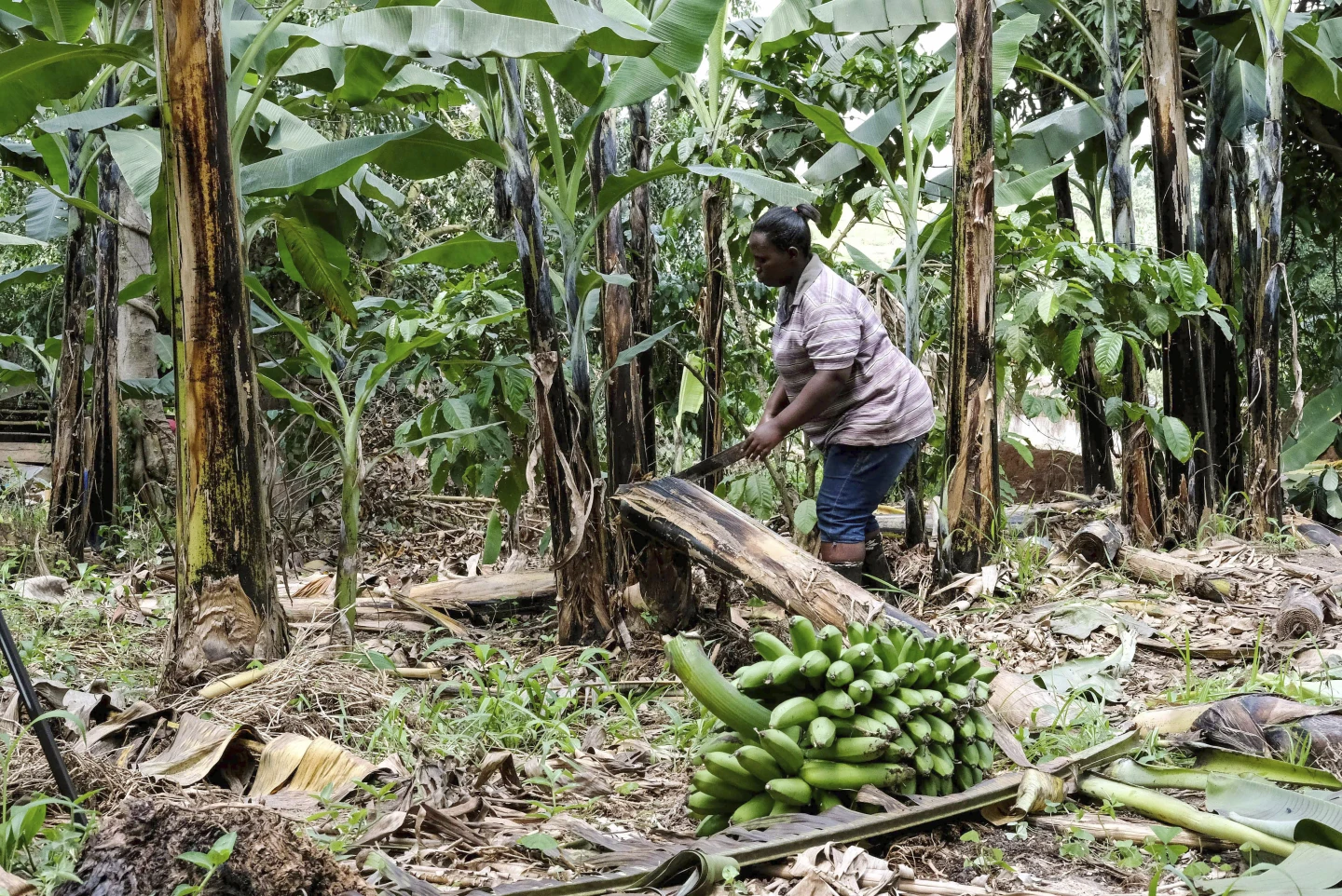 A Ugandan Business Turns Banana Fiber into Sustainable Handicrafts