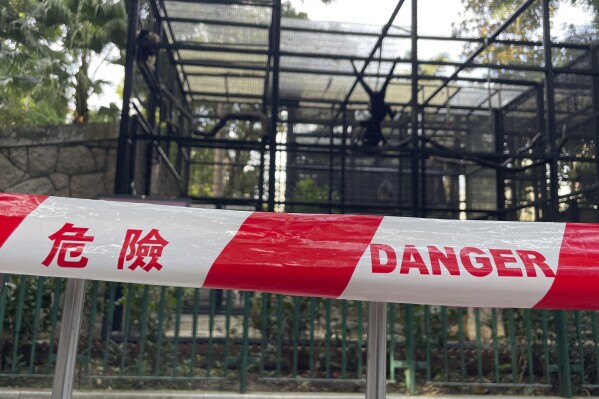 9 monkeys who died in Hong Kong’s zoo in 2 days have been inflamed with melioidosis, officers say