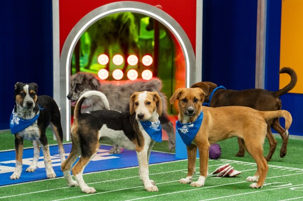 This image released by Animal Planet shows the participants "Puppy Bowl XX," Simulcast on Animal Planet, Discovery Channel, Discovery+, TBS, truTV and Max before the Super Bowl on Sunday, February 11.  (Animal Planet via AP)