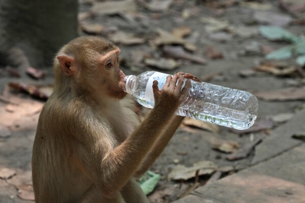 A monkey drinks water from a plastic bottle near Bayon temple, at Angkor Wat temple complex in Siem Reap province, Cambodia, Wednesday, April 3, 2024. Cambodian authorities are investigating the abuse of monkeys at the famous Angkor UNESCO World Heritage Site. Officials say some YouTubers are physically abusing the macaques to earn cash by generating more views. (AP Photo/Heng Sinith)